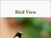 Books – Bird View